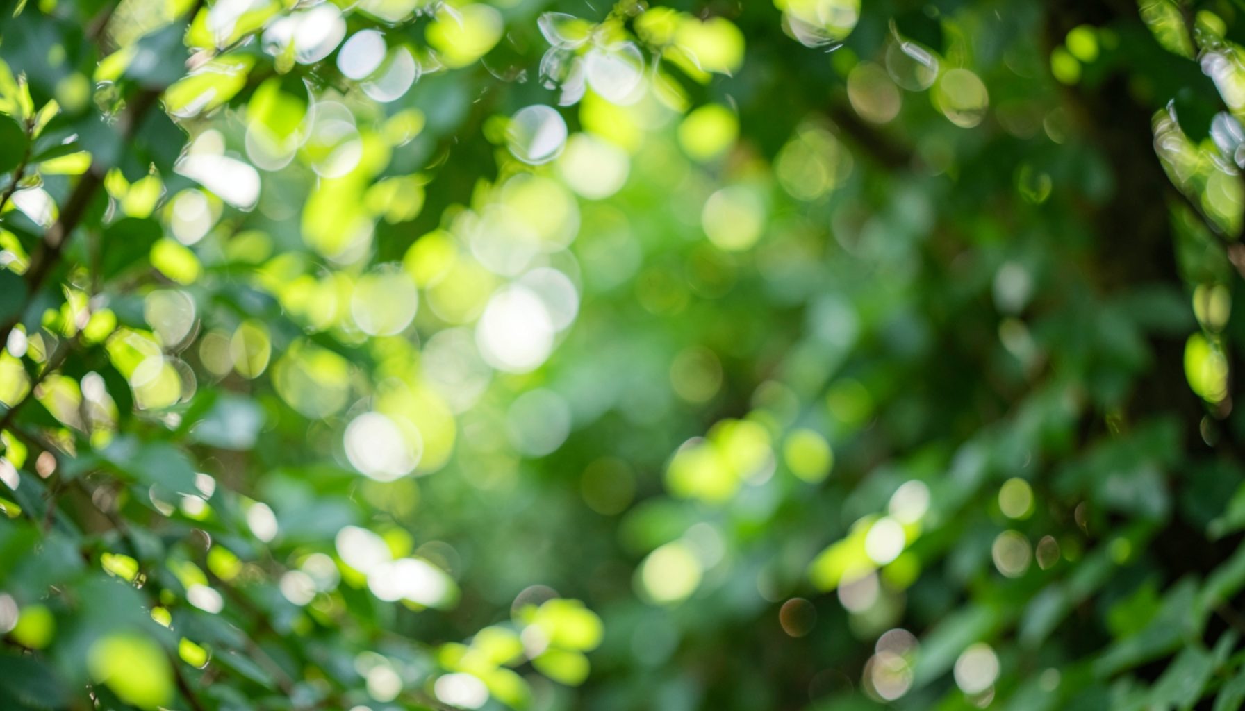 Soft-focus greenery with dappled sunlight filtering through leaves, in fresh green and warm gold tones, evoking an uplifting calm mood